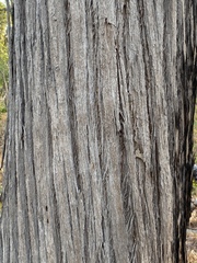 Eucalyptus tetrodonta