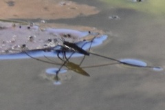 Limnoporus