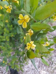 Goodenia ovata