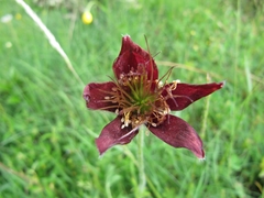 Pulsatilla rubra