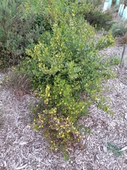 Goodenia ovata