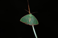 Eucyclodes metaspila