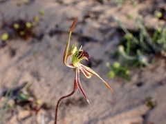 Caladenia