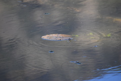 Limnoporus
