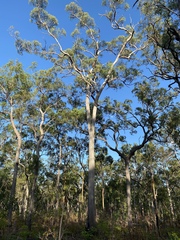 Eucalyptus tetrodonta