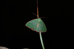 Eucyclodes metaspila