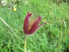 Pulsatilla rubra