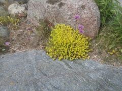 Sedum
