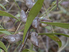 Hakea eriantha