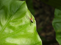 Leucauge tessellata