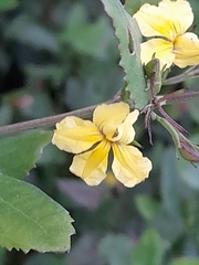 Goodenia ovata