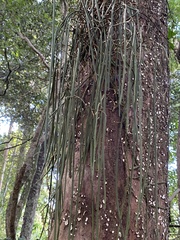Dendrobium teretifolium