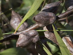 Hakea eriantha