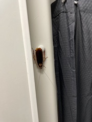 Methana athertonensis