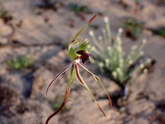 Caladenia