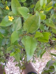 Goodenia ovata
