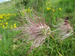 Pulsatilla rubra