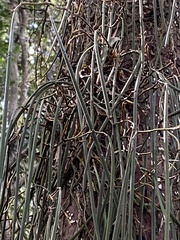 Dendrobium teretifolium