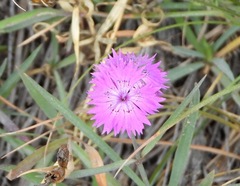 Dianthus seguieri