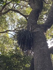 Dendrobium teretifolium