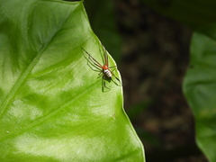 Leucauge tessellata