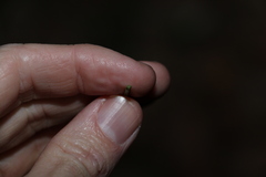 Xanthorrhoea johnsonii
