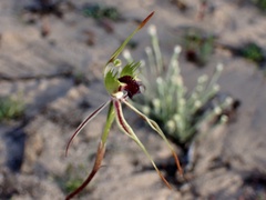 Caladenia