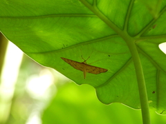 Spilomelinae