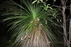 Xanthorrhoea johnsonii