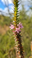 Epacris purpurascens