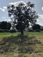 Macropus fuliginosus