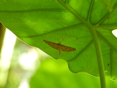 Spilomelinae