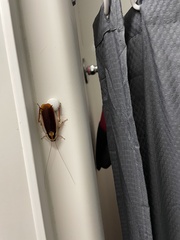 Methana athertonensis