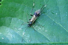 Nippocryptus vittatorius