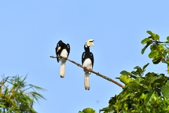 Anthracoceros albirostris