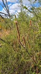 Epacris purpurascens