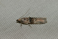 Nephopterix angustella