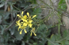 Brassicaceae