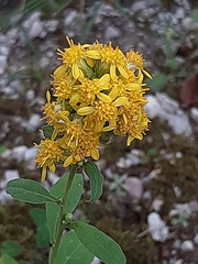 Solidago virgaurea