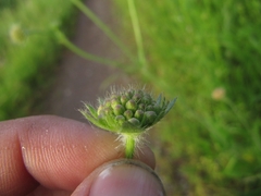 Dipsacoideae