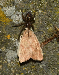 Amaurobius