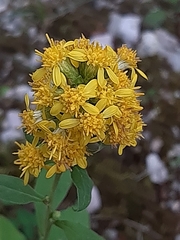 Solidago virgaurea