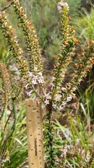 Epacris purpurascens