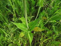 Dipsacoideae
