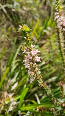 Epacris purpurascens