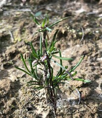 Laxmannia orientalis