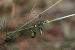 Gompholobium pinnatum