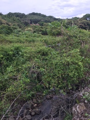 Ampelopsis glandulosa hancei