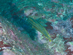 Meuschenia trachylepis