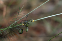 Gompholobium pinnatum